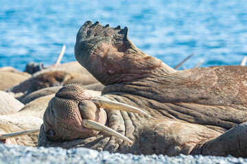 walrus on the rookery