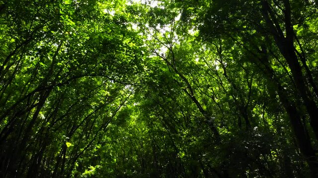 Green sunny forest landscape. Tall trees with green branches with sunlight. Bilar Man-Made Forest. Bohol, Philippines.