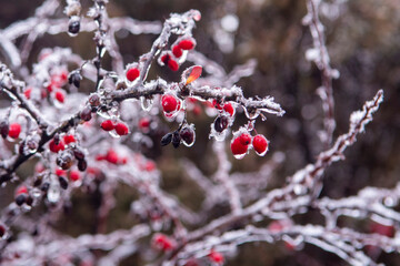 red berries covered with snow