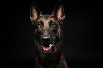 Portrait of a Belgian shepherd dog on an isolated black background.