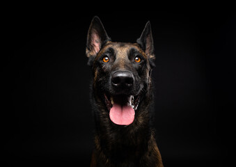 Portrait of a Belgian shepherd dog on an isolated black background.