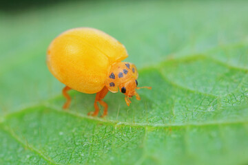 The newly emerged Ladybug perches on the weeds