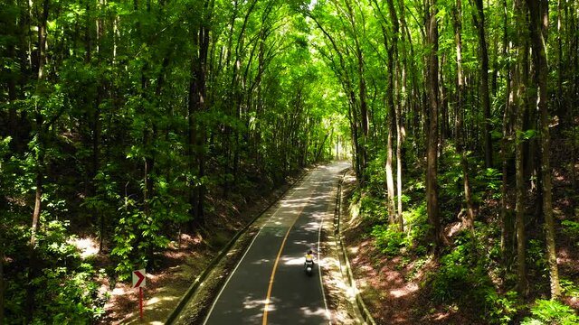 Road in Bilar Man-Made is a mahogany forest stretching in a 2km stretch of densely planted with Mahogany trees. Bohol, Philippines.