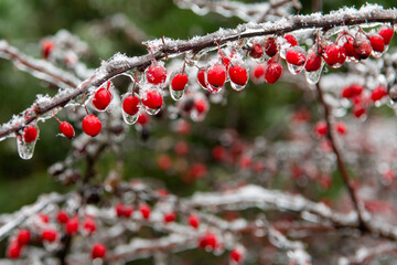 red berries on a branch