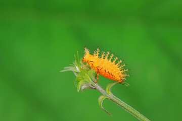 Ladybug larvae live on weeds