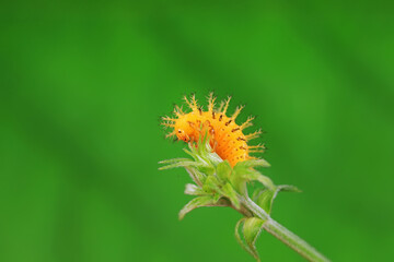 Ladybug larvae live on weeds