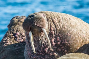 walrus portrait