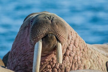 walrus portrait