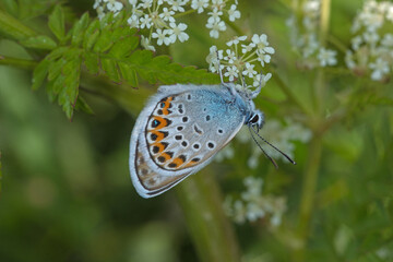 Argus-Bläuling, Plebejus argus, DE, RLP, Gönnersdorf, Eifel 2020/06/05 17:01:47
