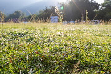 Obraz premium キャンプ場の草に朝露