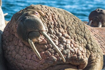 walrus portrait
