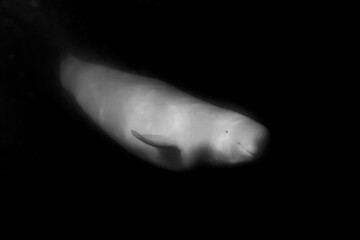 Obraz premium Beluga whales underwater