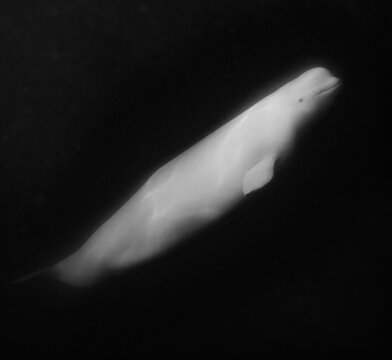 Beluga whales underwater