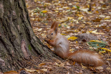 Squirrel sitting in the glare of the sun.