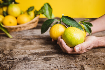 Agricoltore tiene in mano bergamotto giallo di Calabria.