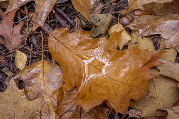 A drop of water in an autumn leaf.