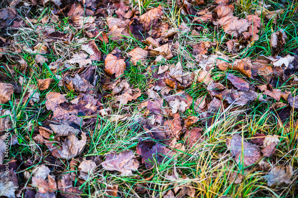 Wall mural a closeup shot of dry fallen leaves on an autumn day