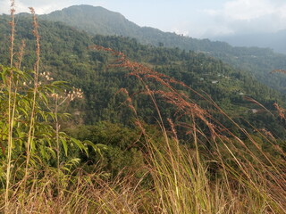 rice field