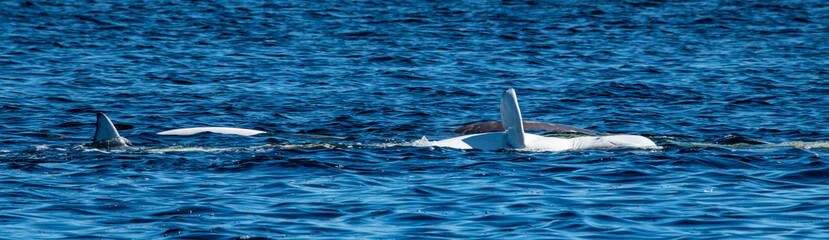 Naklejka premium Beluga whales