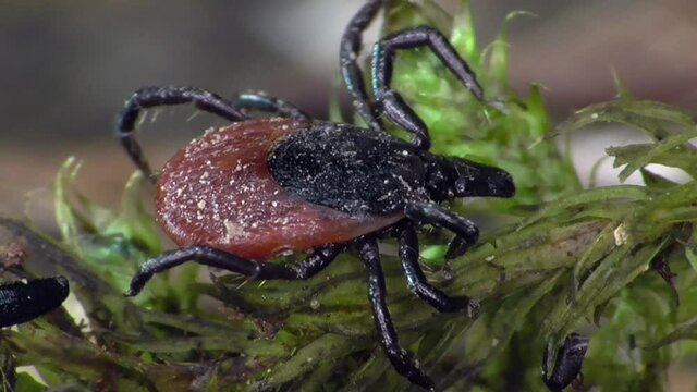 Zecke am Waldboden in der Eifel