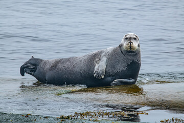 seal in the arctic