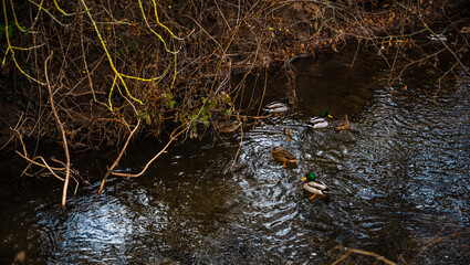 A closeup shot of cute ducks swimming in a river in a forest