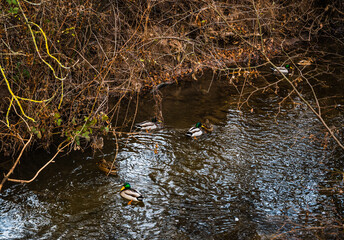 A closeup shot of cute ducks swimming in a river in a forest