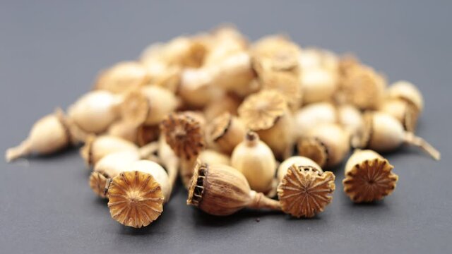 Selective focus on a small fly moving in circles on a dried poppy capsule