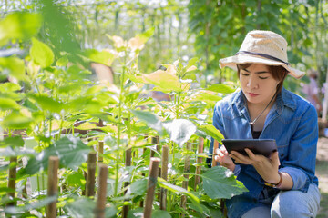 Naklejka na ściany i meble Asian farmer on a plant farm. She is recording data on a tablet.