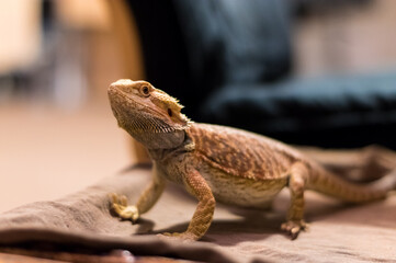 Detail of Bearded dragon (pogona) looking curiously