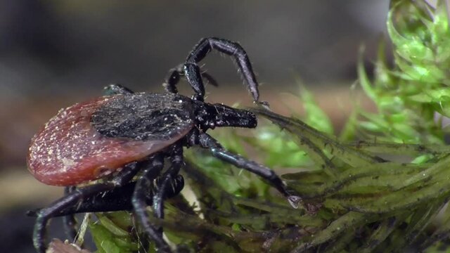 Zecke am Waldboden in der Eifel