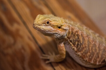 Detail of Bearded dragon (pogona) on wooden beam looking curiously