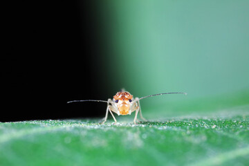 psocoptera crawl on green plants