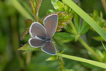 Cupido minimus, Zwerg-Bläuling, DE, RLP, Gönnersdorf, Eifel 2020/06/06 08:56:14