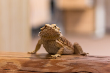 Detail of Bearded dragon (pogona) on wooden beam looking curiously
