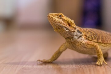 Detail of Bearded dragon (pogona) on the floor exploring the flat