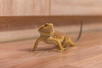 Detail of Bearded dragon (pogona) on the floor exploring the flat