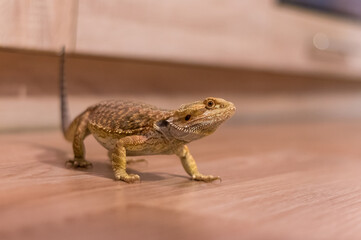 Detail of Bearded dragon (pogona) on the floor exploring the flat