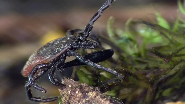 Zecke am Waldboden in der Eifel
