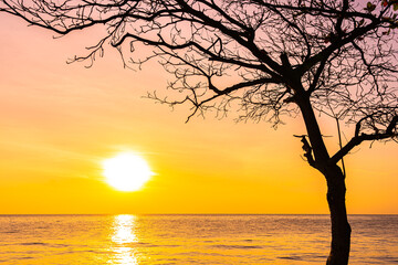 Beautiful landscape of sea ocean with silhouette coconut palm tree