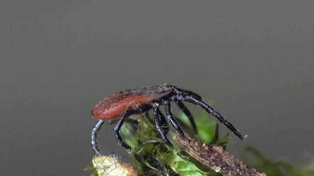 Zecke am Waldboden in der Eifel
