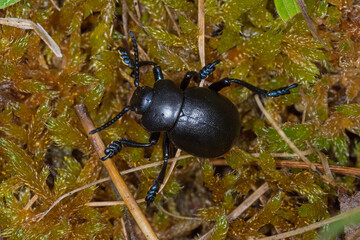 Kleiner Tatzenkäfer - Timarcha goettingensis, DE, RLP, Gönnersdorf, Eifel 2020/06/06 09:45:12