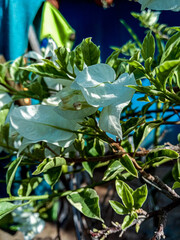 blue and white flowers