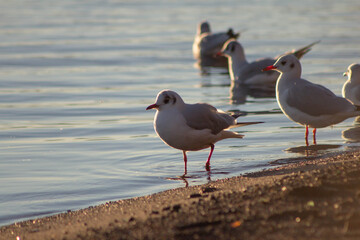 Fototapeta premium Sea birds on the Lake Bracciano,Wildlife,Italy.