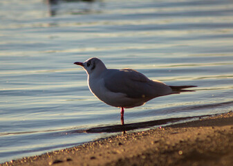 Sea birds on the Lake Bracciano,Wildlife,Italy.