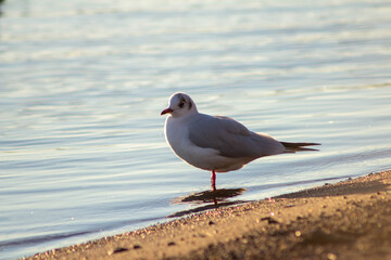 Sea birds on the Lake Bracciano,Wildlife,Italy.