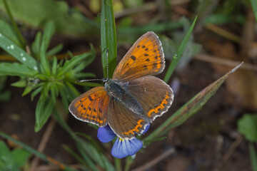 Obraz premium Lycaena hippothoe, Lilagold-Feuerfalter, DE, NRW, Lewertbachtal, Eifel 2020/06/06 12:27:05