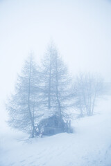 Winter landscape with bare tree in the fog and a lot of snow