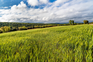 Cereal field and green ears in the sun next to the mountain
