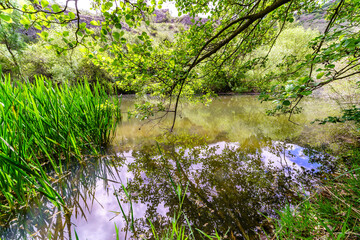 Fototapeta na wymiar Green landscape with fresh water stream and flowering plants. 